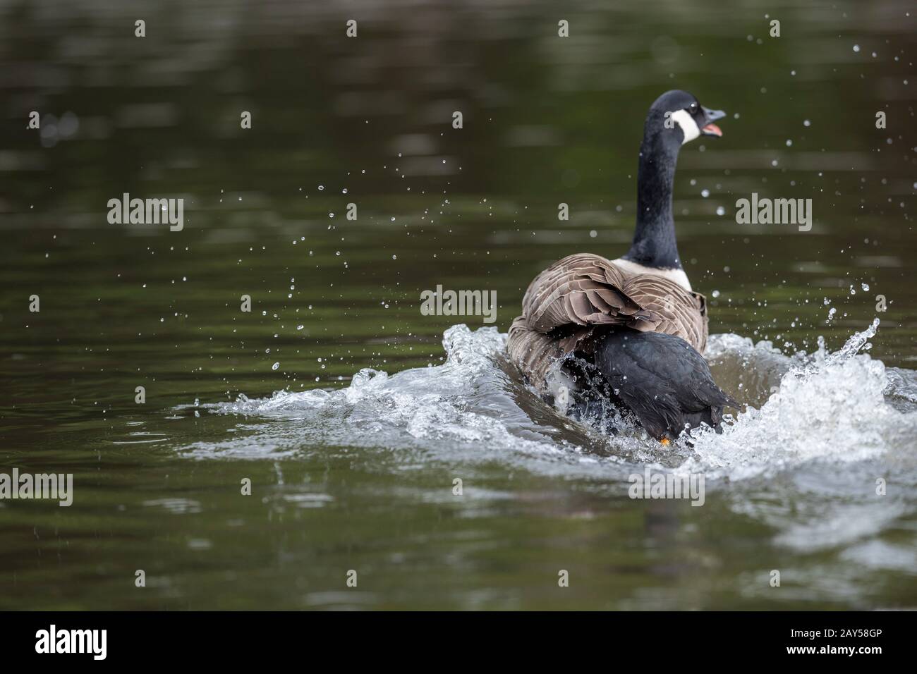 Coot; Fulica atra; Aggressively Chasing Canada Goose; UK Stock Photo
