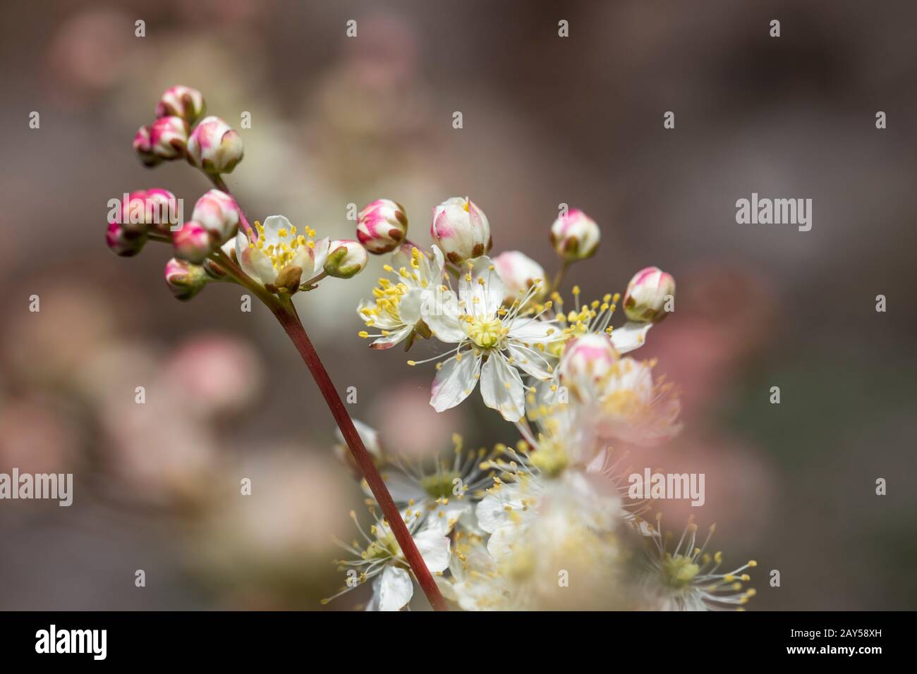 Dropwort; Filipendula vulgaris; Flower; UK Stock Photo