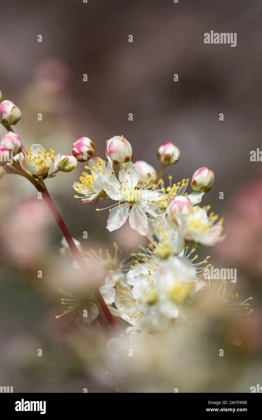 Dropwort; Filipendula vulgaris; Flower; UK Stock Photo