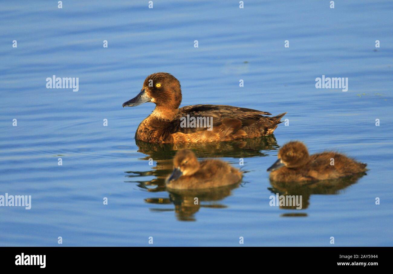 Adult female Tufted Duck bird with juvenile nestlings - latin Aythya ...