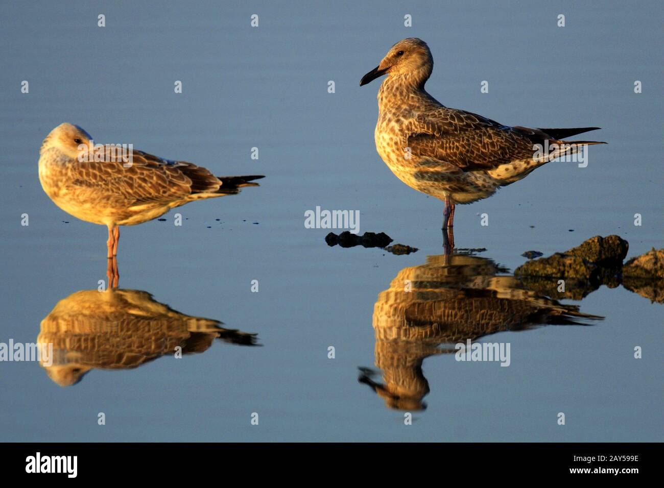 Mating Pair Herring Gull Hi res Stock Photography And Images Alamy