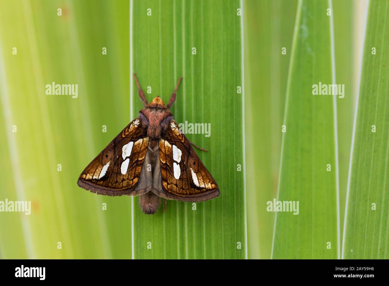 Gold Spot Moth; Plusia festucae; Adult Emerging; Wings Filling; UK Stock Photo