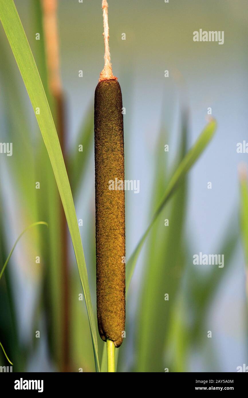 Flower of the Broadleaf cattail plant - latin Typha latifolia - known also as Common bulrush, growing at a pond waterline Stock Photo