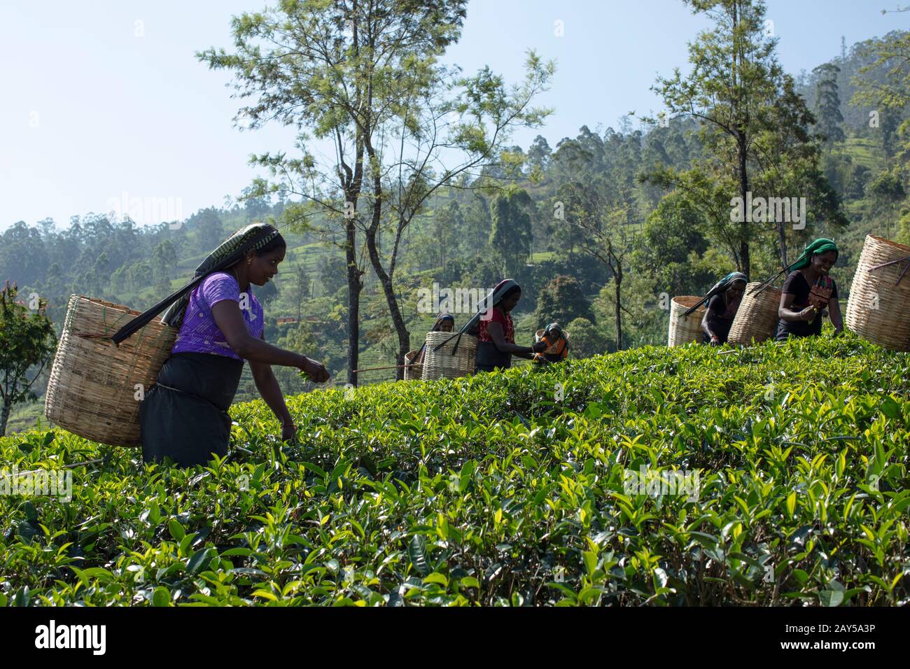 Tea plucking in Sri Lanka Stock Photo