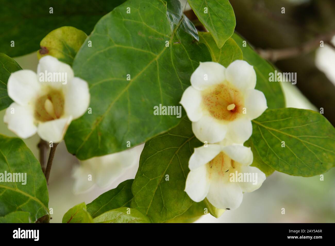 Rothmannia globosa (syn. Gardenis globosa) Stock Photo