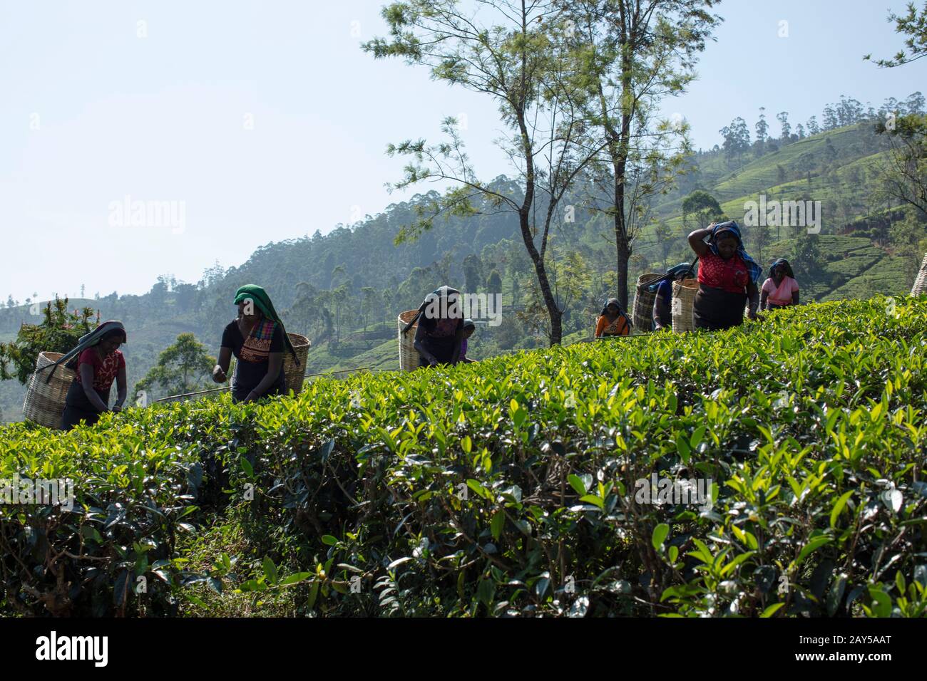 Tea plucking in Sri Lanka Stock Photo