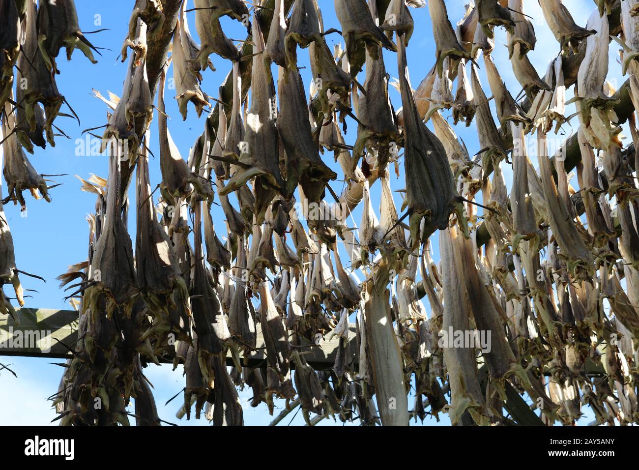 Fish frames hi-res stock photography and images - Alamy