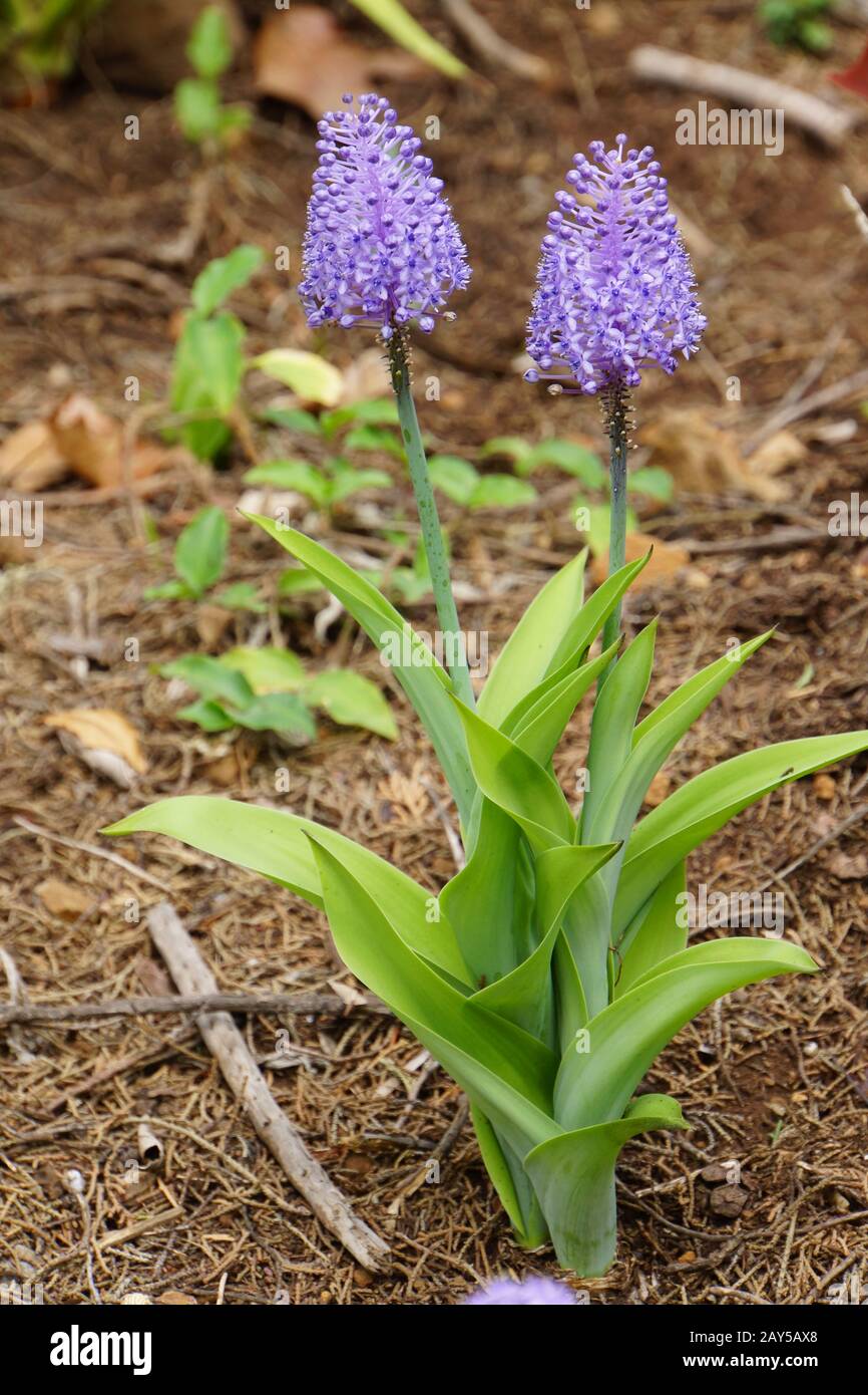 Madeira blue oysters (Scilla madeirensis) Stock Photo
