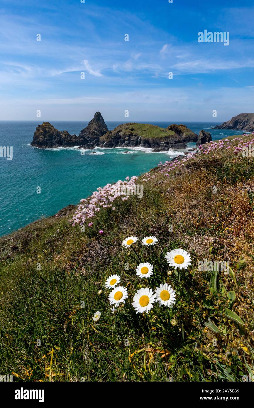Kynance; Spring Flowers; Cornwall; UK Stock Photo