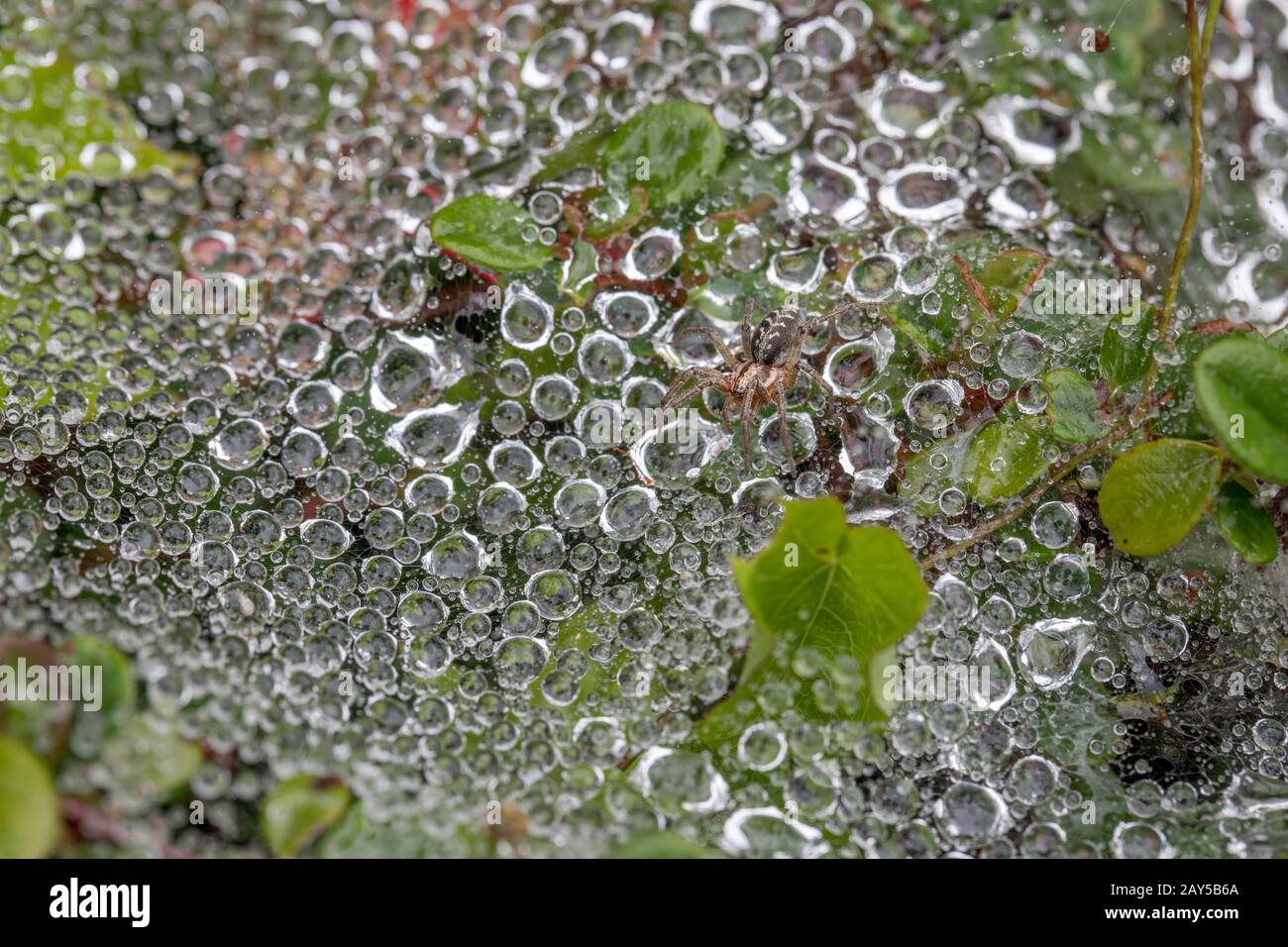 Labyrinth Spider; Agelena labyrinthica; On Web in Dew; UK Stock Photo