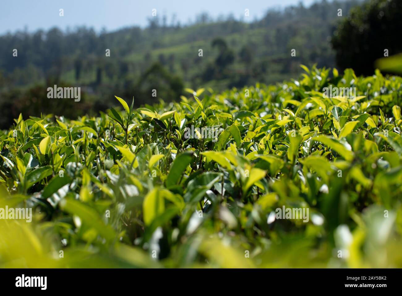 Tea Garden, Tea Plants, Tea Plantage Sri Lanka Stock Photo Alamy