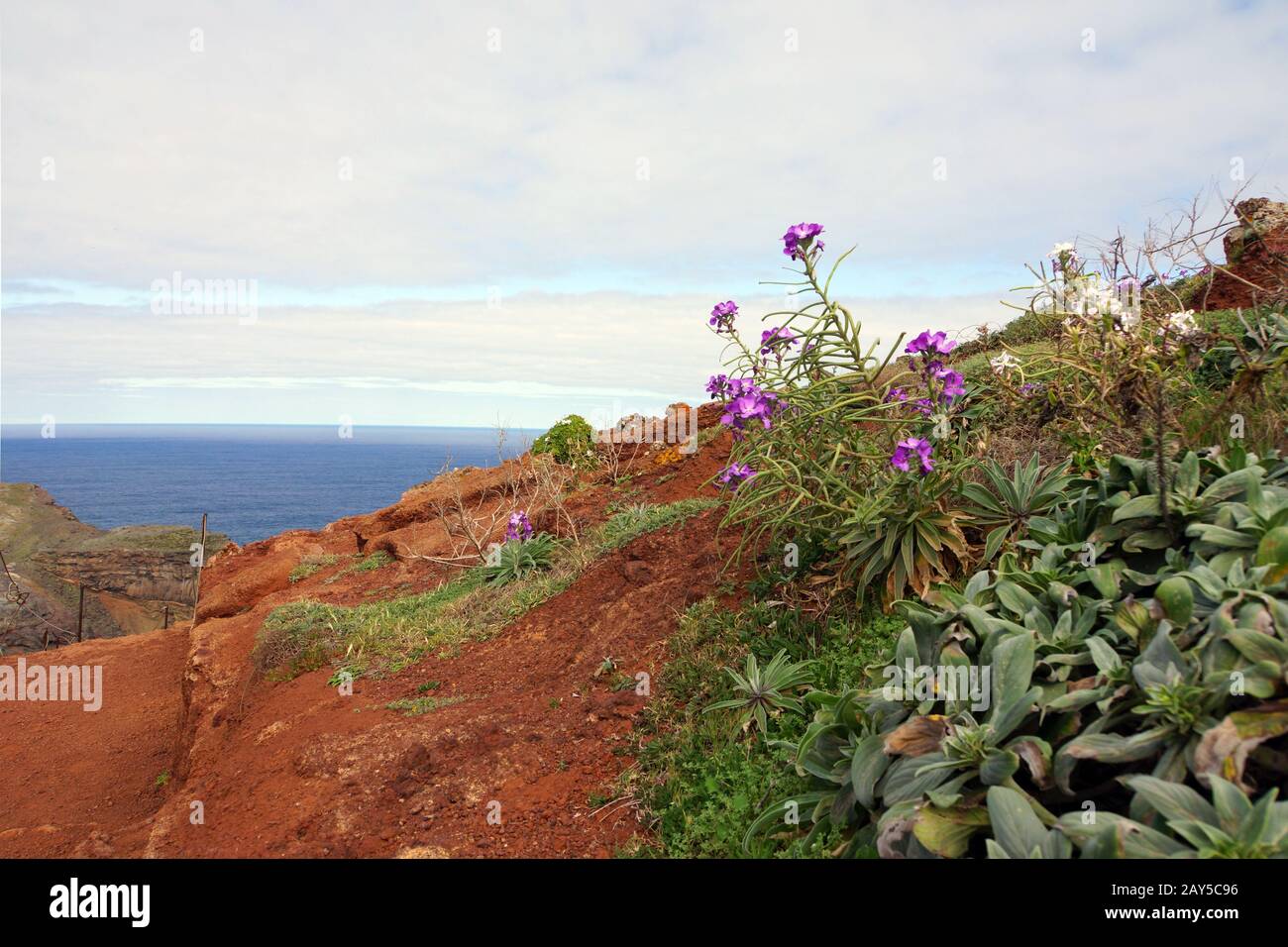 Madeira-Levkoje (Matthiola maderensis) Stock Photo