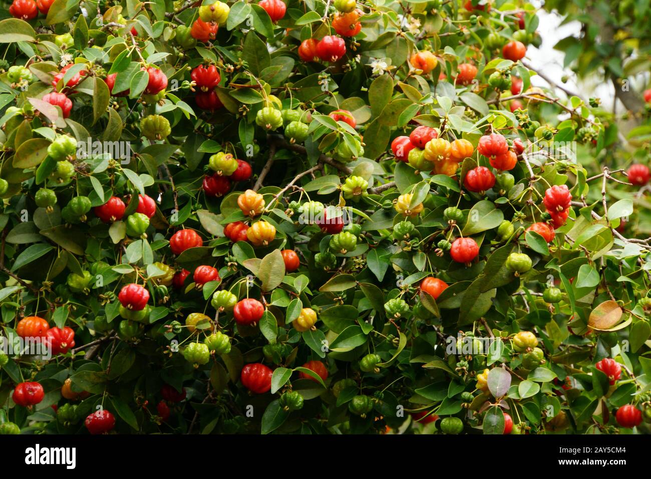 Surinam cherry (Eugenia uniflora), also known as pitanga or cherry myrtle Stock Photo