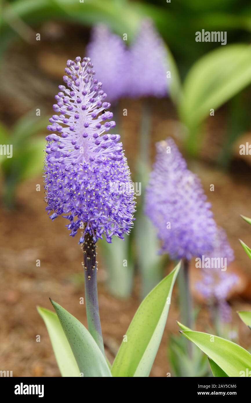 Madeira blue oysters (Scilla madeirensis) Stock Photo