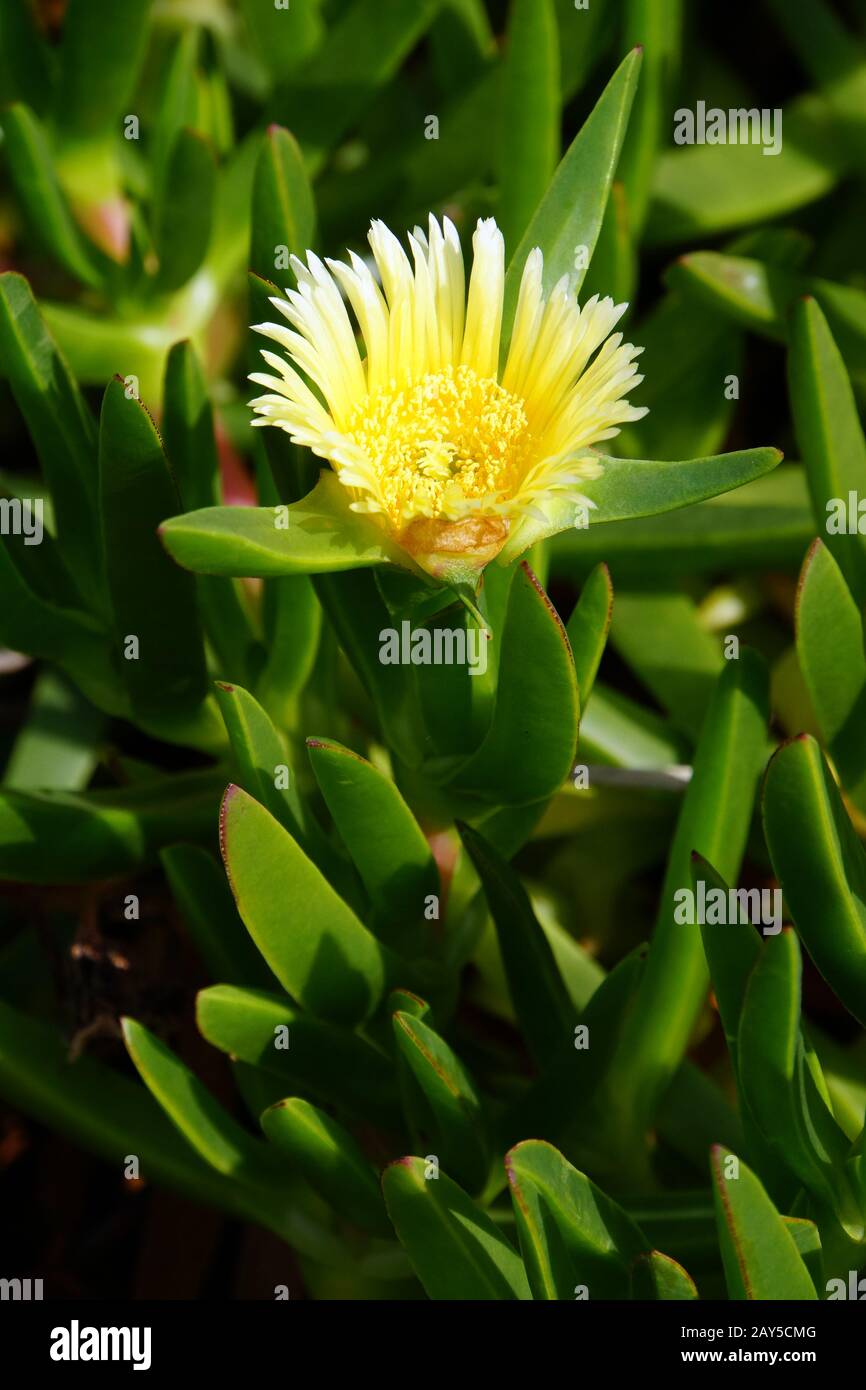 Glottiphyllum fragrans Stock Photo
