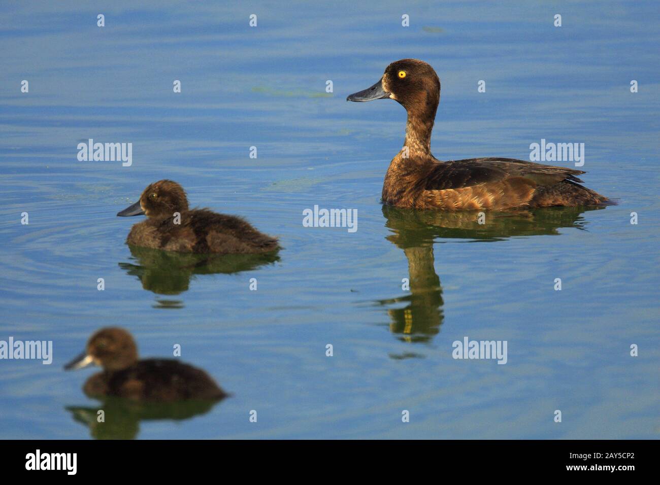 Adult female Tufted Duck bird with juvenile nestlings - latin Aythya ...