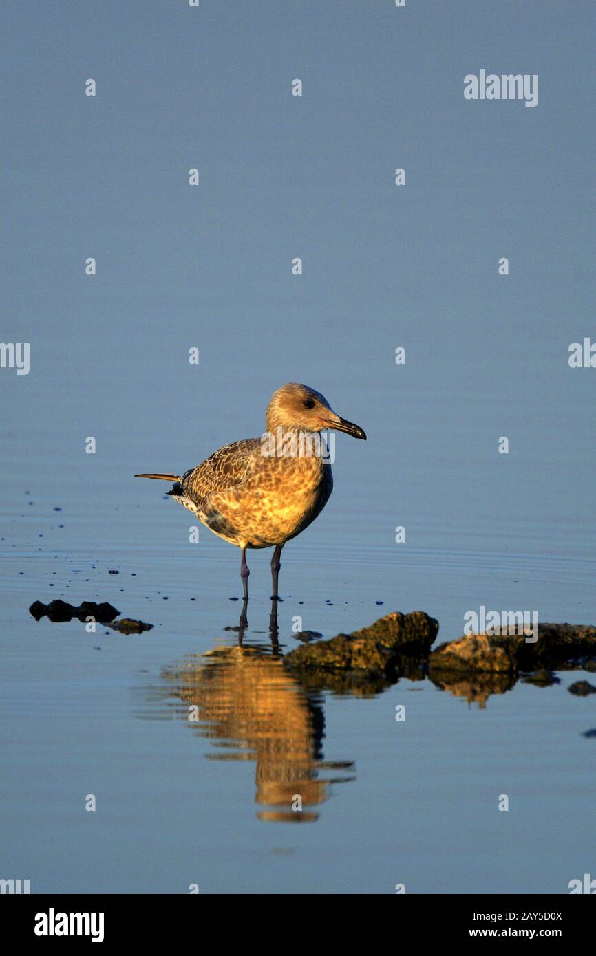 Single Herring Gull bird latin Larus argentatus on a water surface during the spring mating