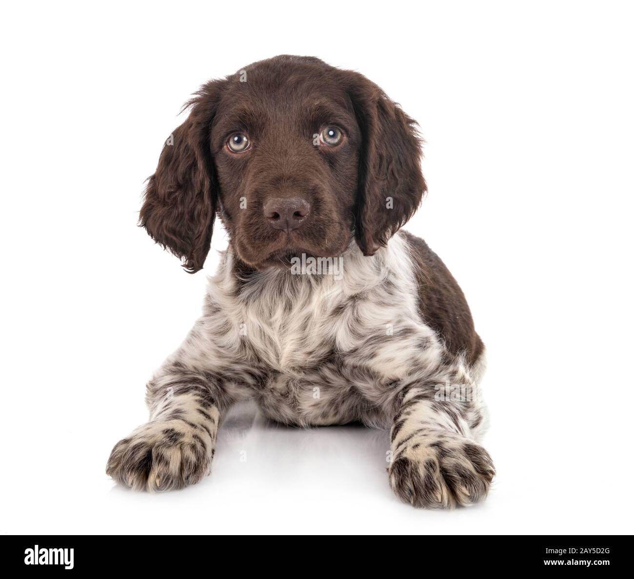 puppy Small Munsterlander in front of white background Stock Photo - Alamy