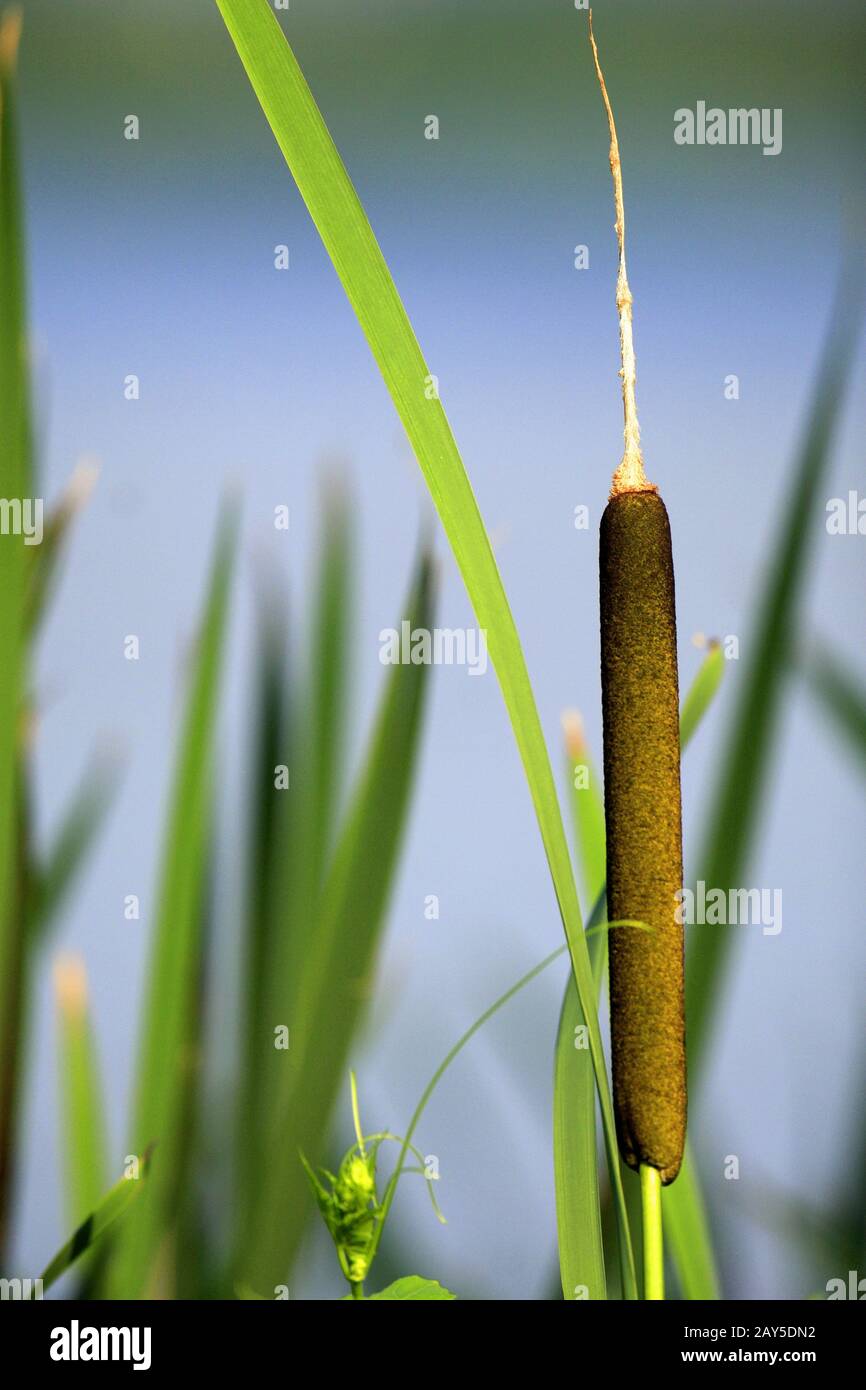 Flower of the Broadleaf cattail plant - latin Typha latifolia - known also as Common bulrush, growing at a pond waterline Stock Photo