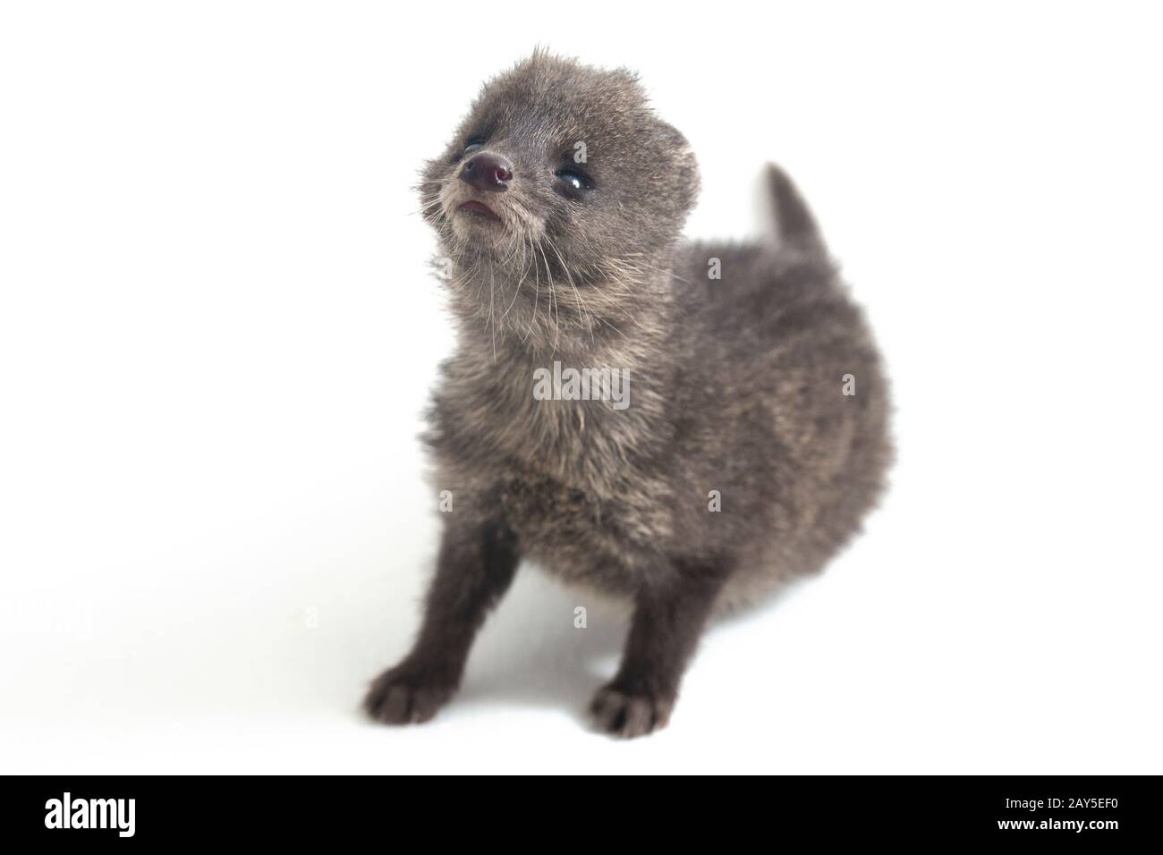 The baby small Indian civet (Viverricula indica) is a civet native to