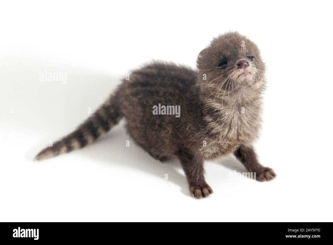 The baby small Indian civet (Viverricula indica) is a civet native to