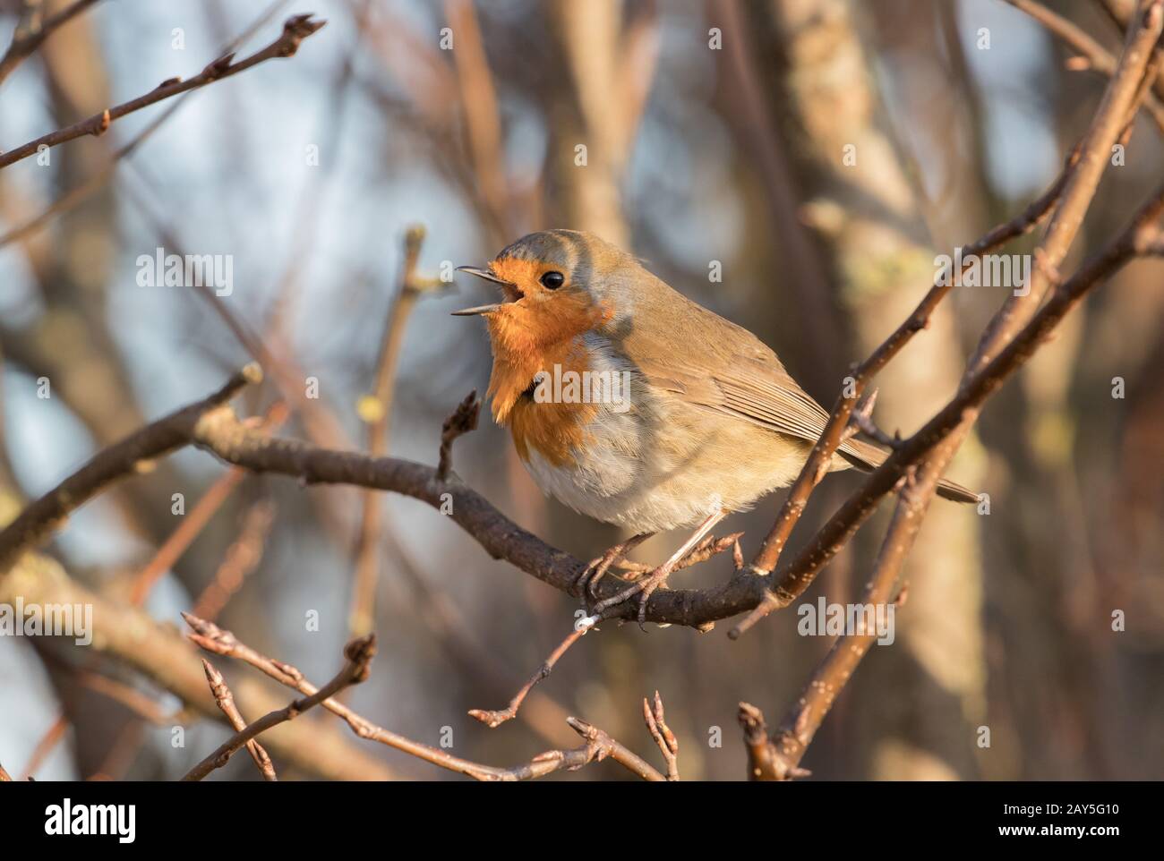 Robin, Fairburn Ings Stock Photo