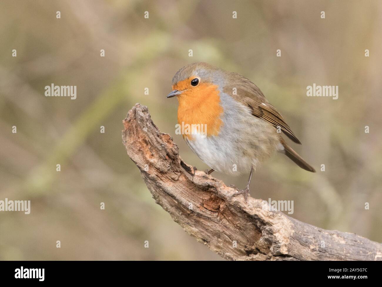 Robin, Fairburn Ings Stock Photo