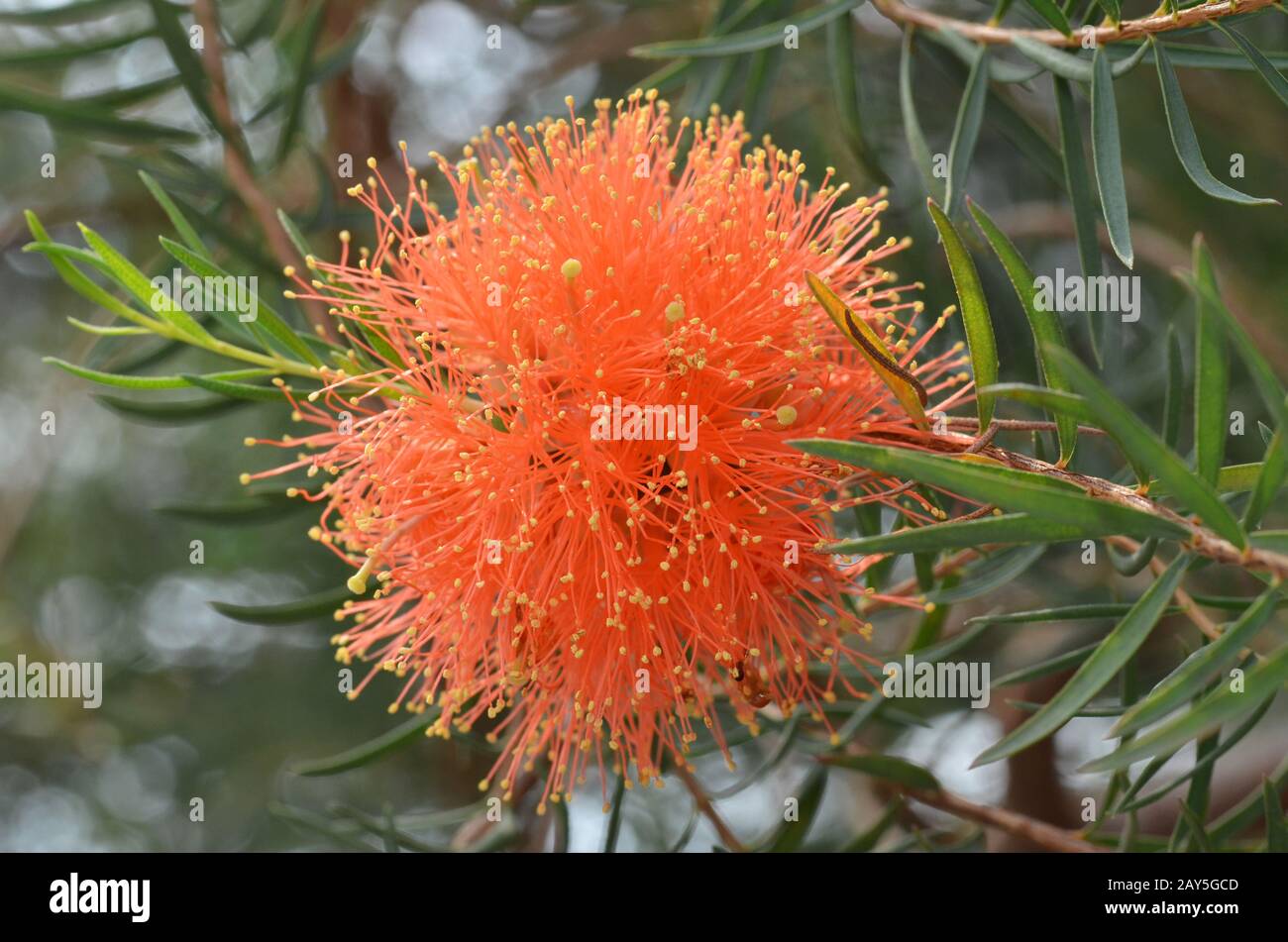 Grevillea flowers hires stock photography and images Alamy