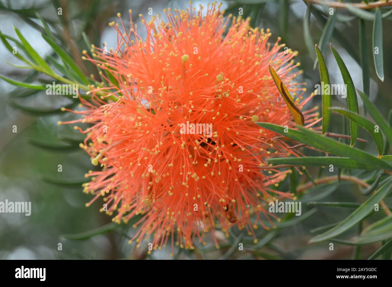 Beautiful orange Grevillea flowers Stock Photo