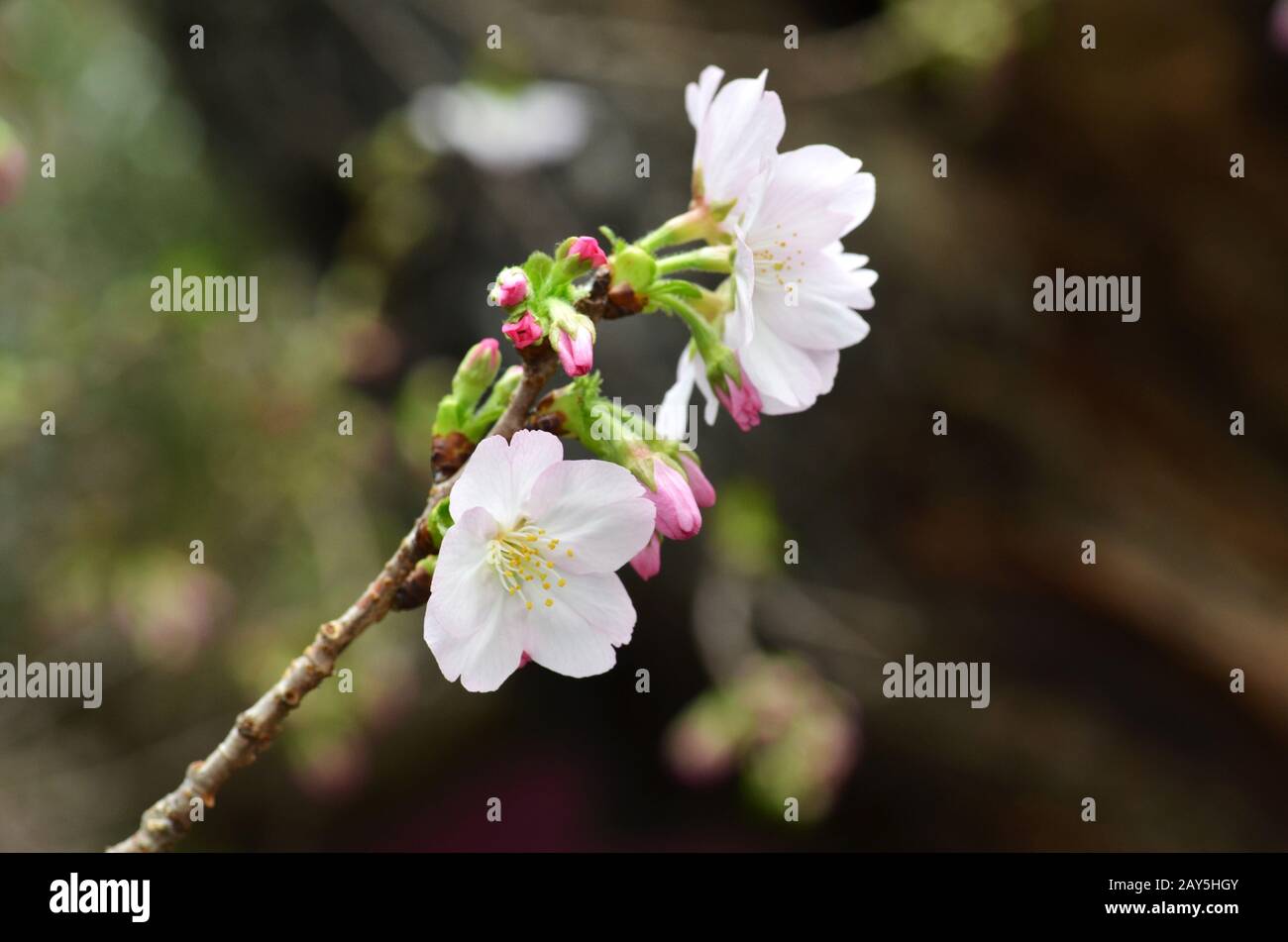 Sakura, the famouse flower of Japan Stock Photo