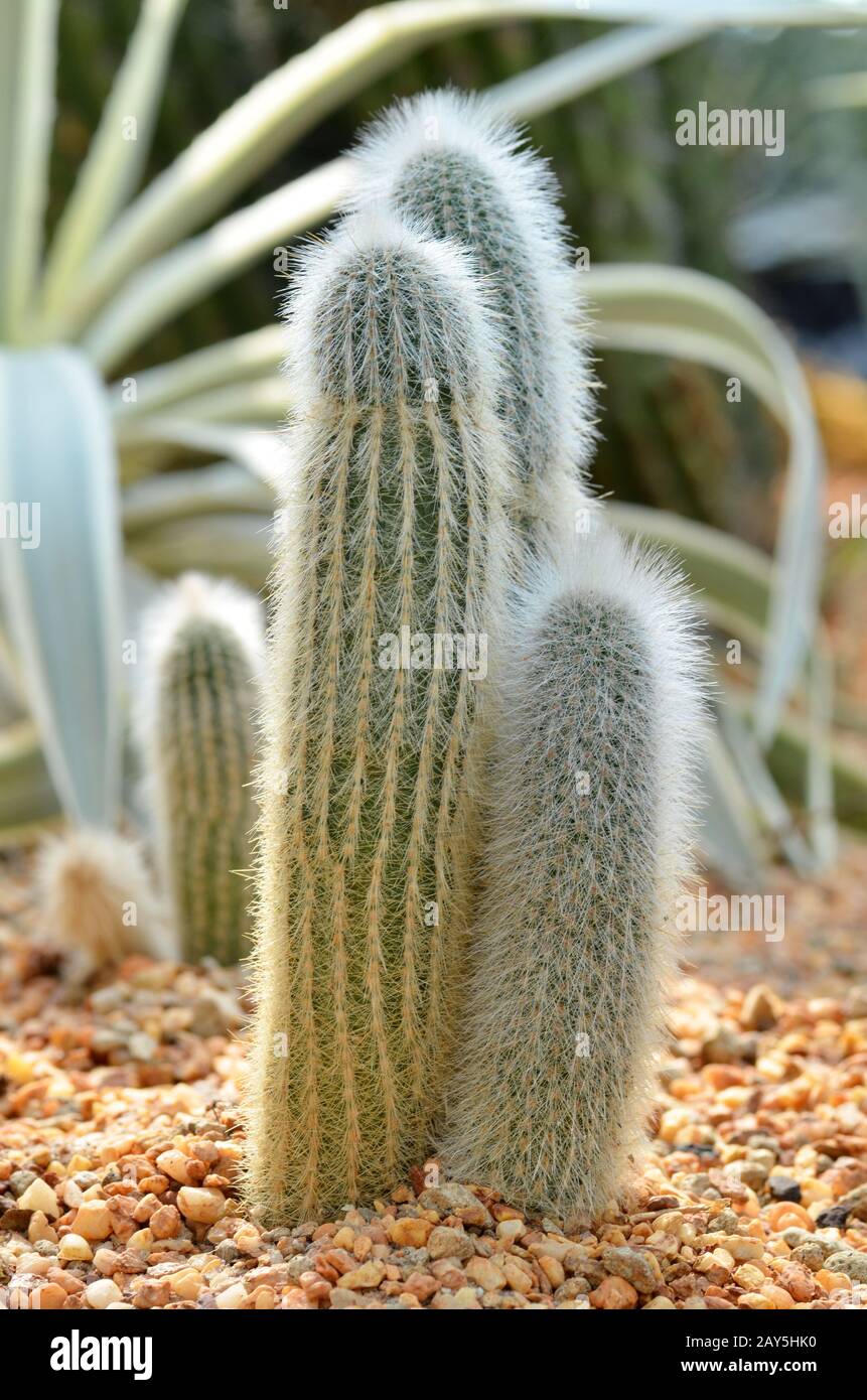 Old Peruvian Man Cacti from the Andes mountains Stock Photo