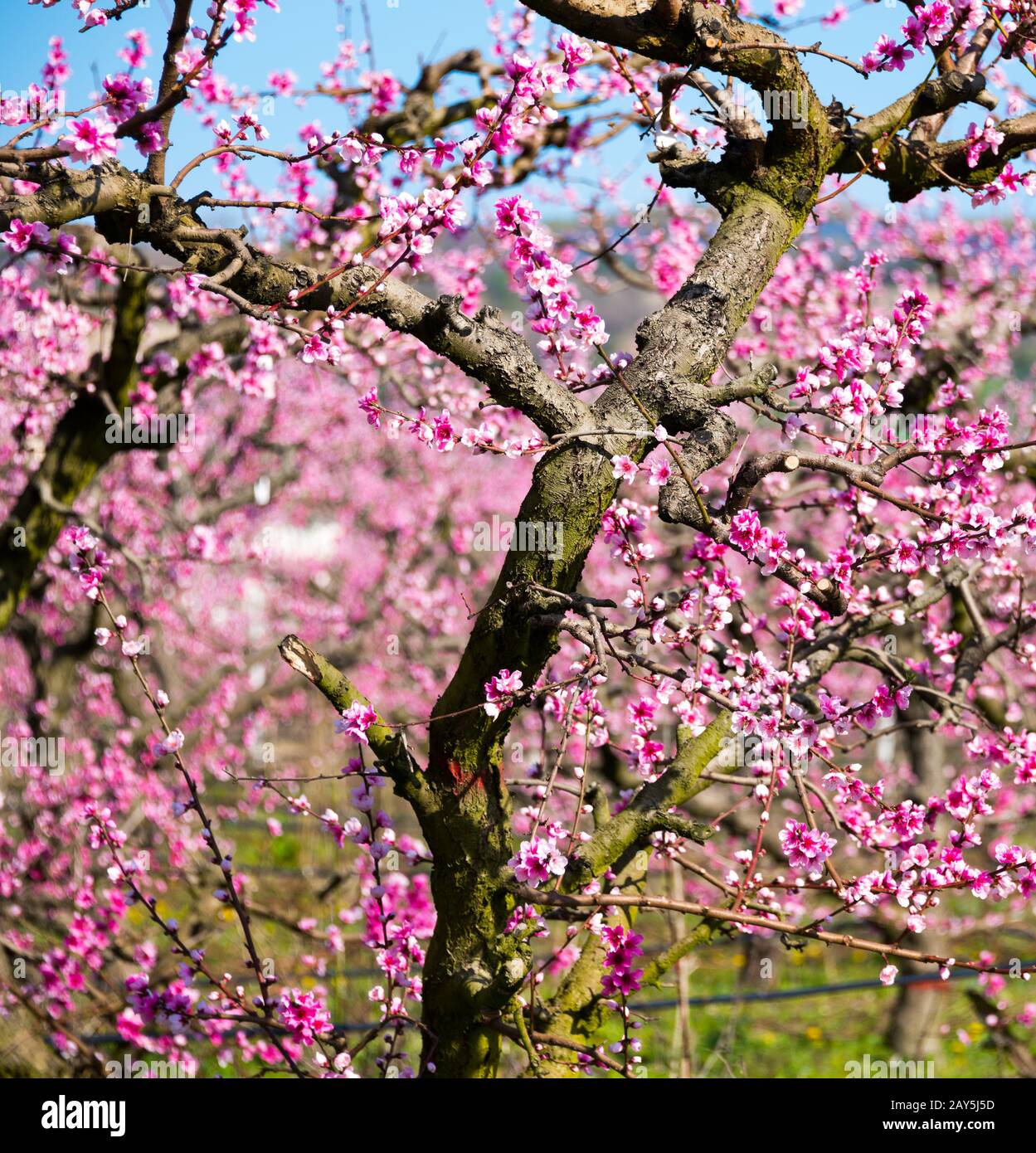 trees in spring with pink flowers, beautiful spring garden Stock Photo ...