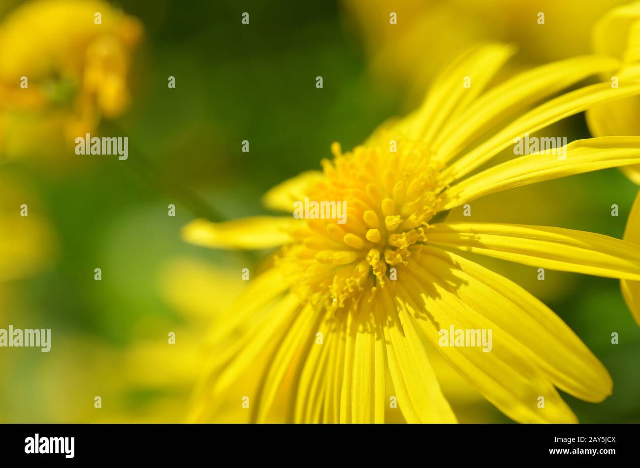 Yellow Daisy flower Stock Photo - Alamy