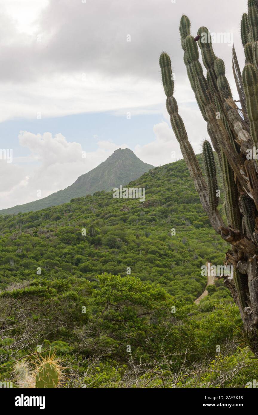 A view of Mount Christoffel on the caribbean island Curacao. The locally famous kadushi cactus is in the foreground. Stock Photo