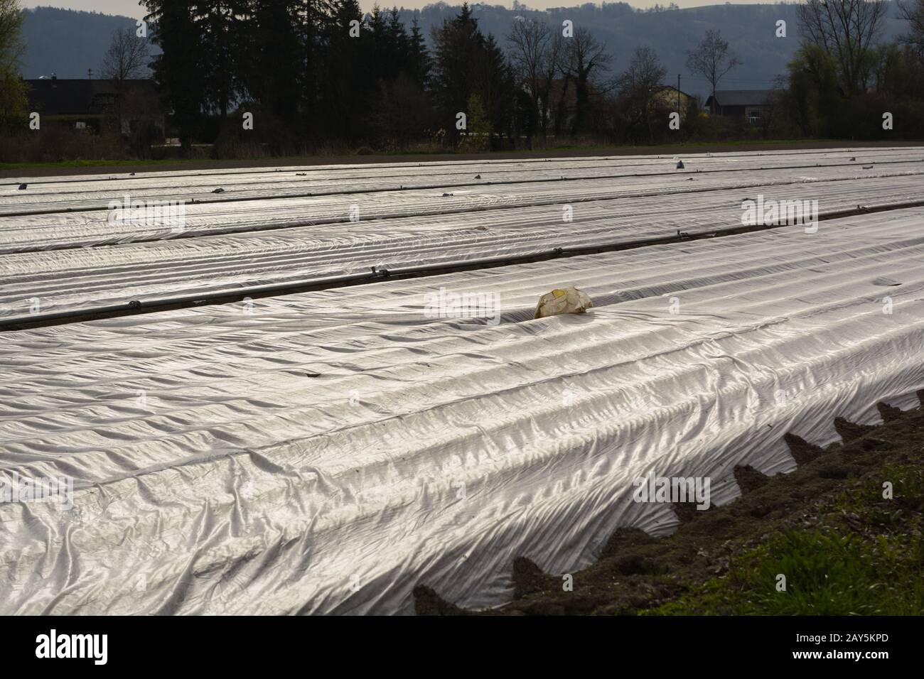 Protective film on vegetable plantation for growth promotion Stock Photo