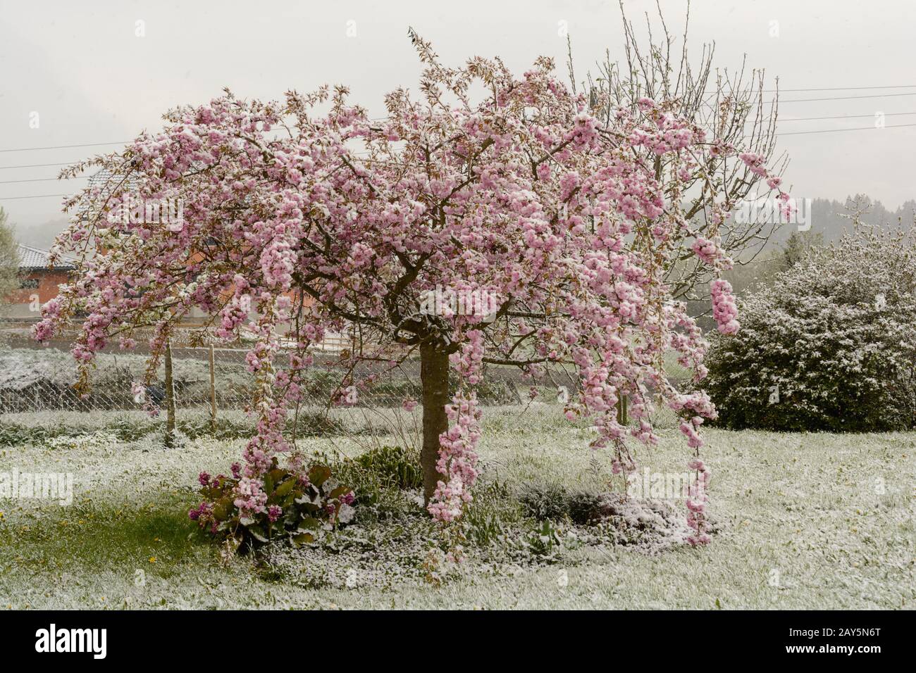 Japanese ornamental cherry in full bloom and at the same time sugared with snow Stock Photo