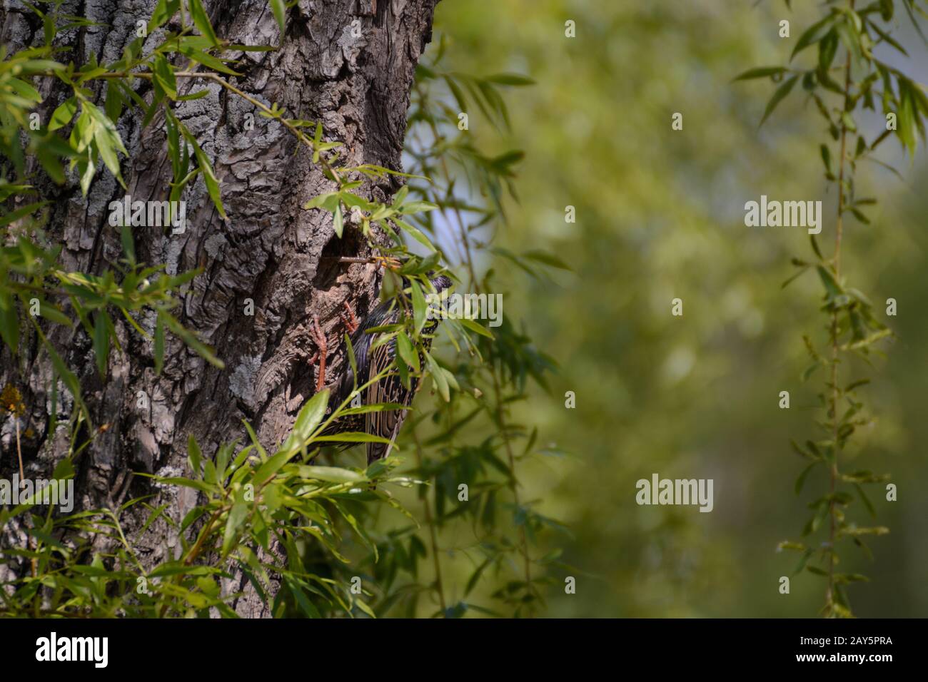 Bird Star feeds worm to boy in tree nest Stock Photo