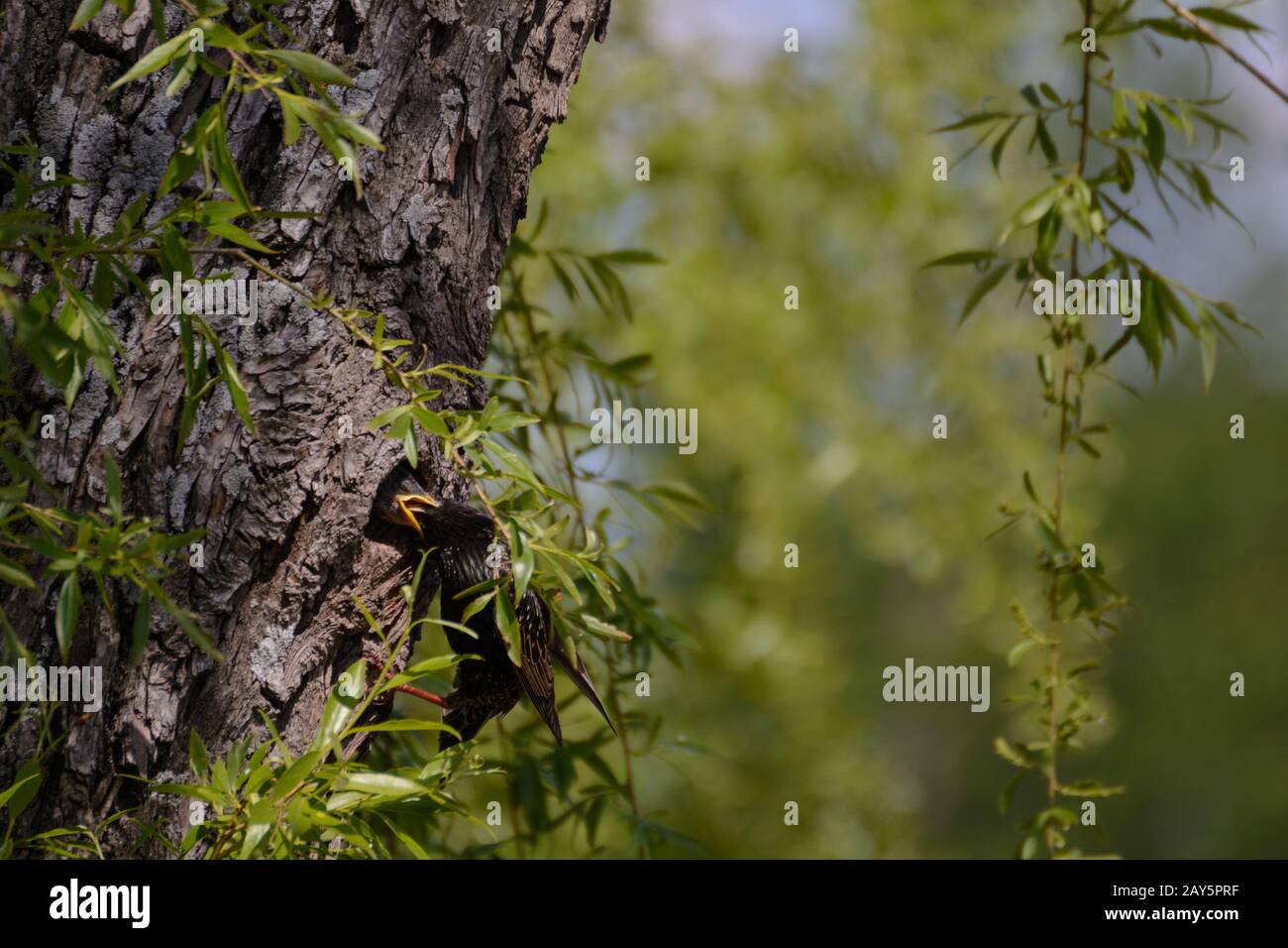 Songbird Star feeds boy in nest - close-up Stock Photo