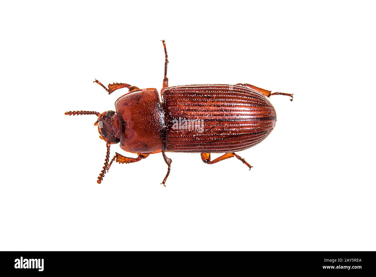 Red flour beetle hi-res stock photography and images - Alamy