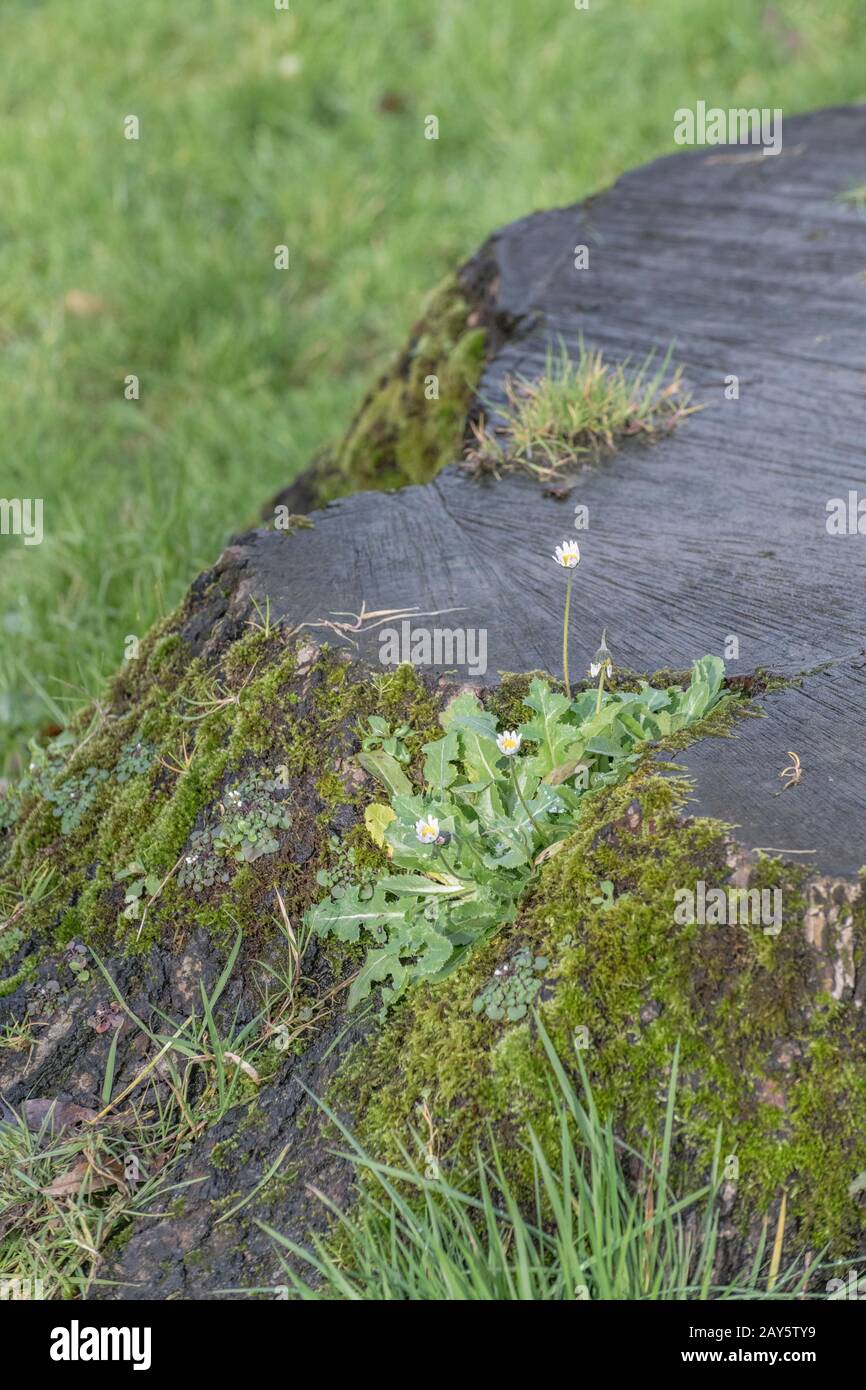 Common Daisy / Bellis perennis & Sonchus growing in mossy old tree stump. Unusual plant habitats. SEE NOTES for further plants visible. Stock Photo