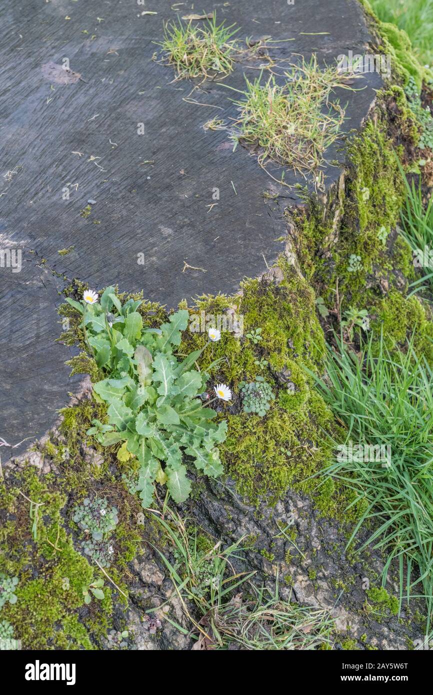 Common Daisy / Bellis perennis & Sonchus growing in mossy old tree stump. Unusual plant habitats. SEE NOTES for further plants visible. Stock Photo