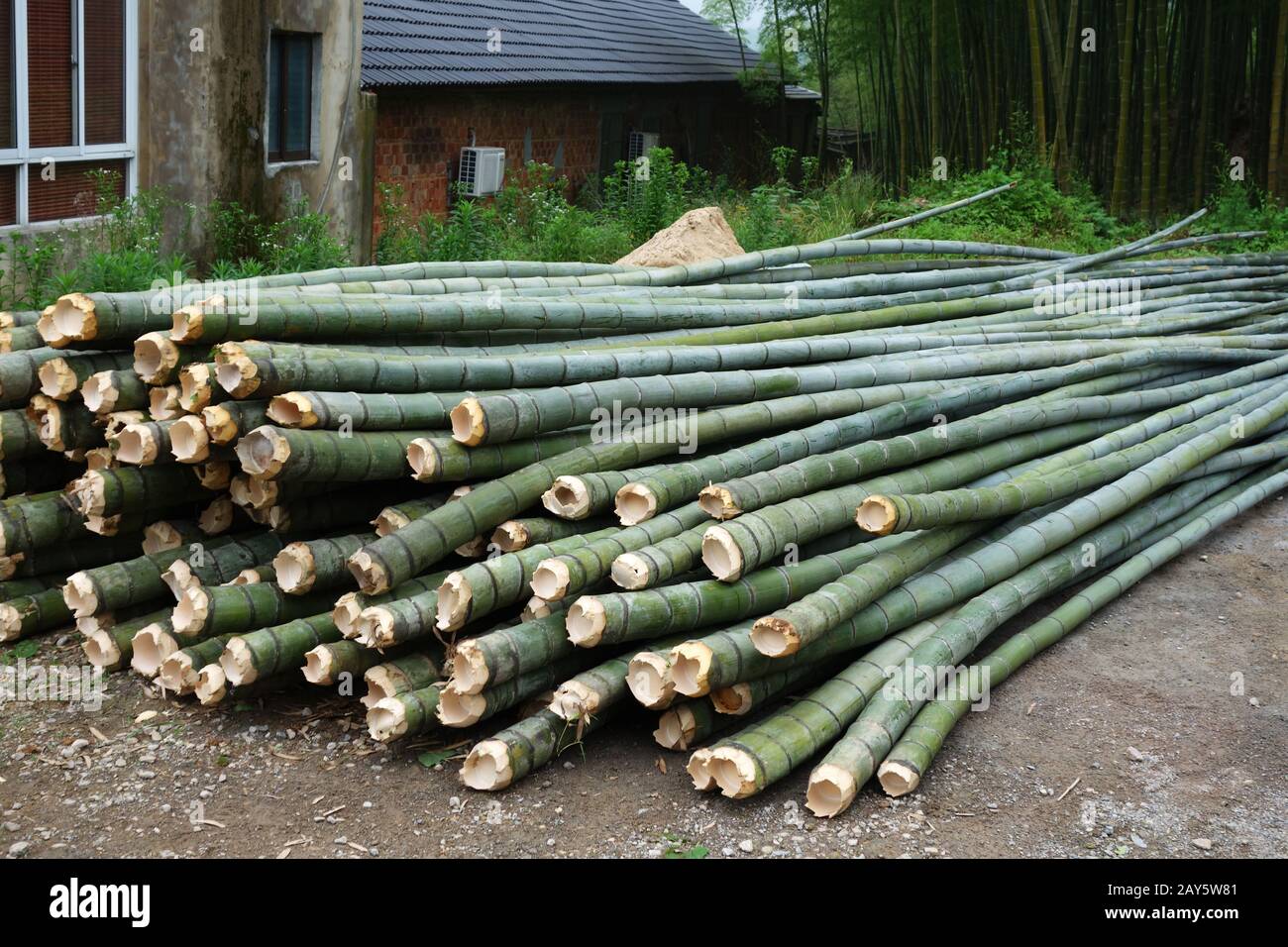 Fresh bamboo cut for multipurpose Stock Photo Alamy