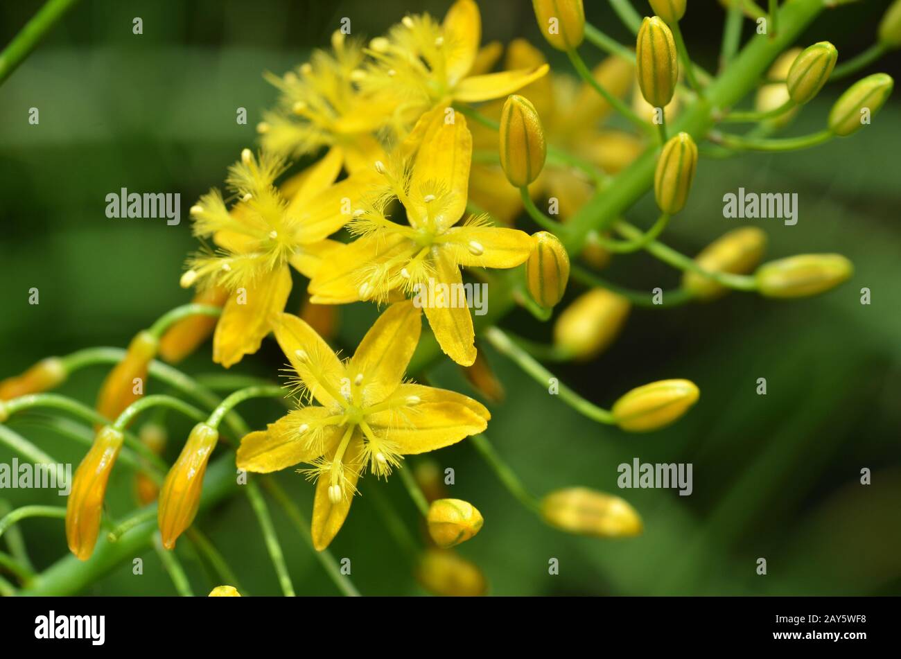 Bulbine natalensis also known with common name Bulbine Stock Photo
