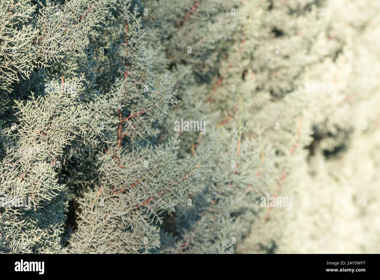 Young blue juniper tree branches and needles at shallow focus Stock Photo