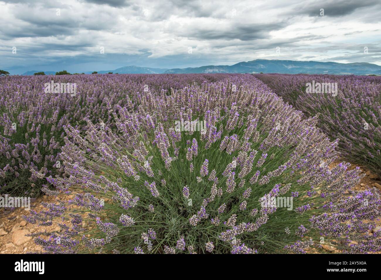 Close view of lavender blossom cluster under the clouded sky Stock Photo