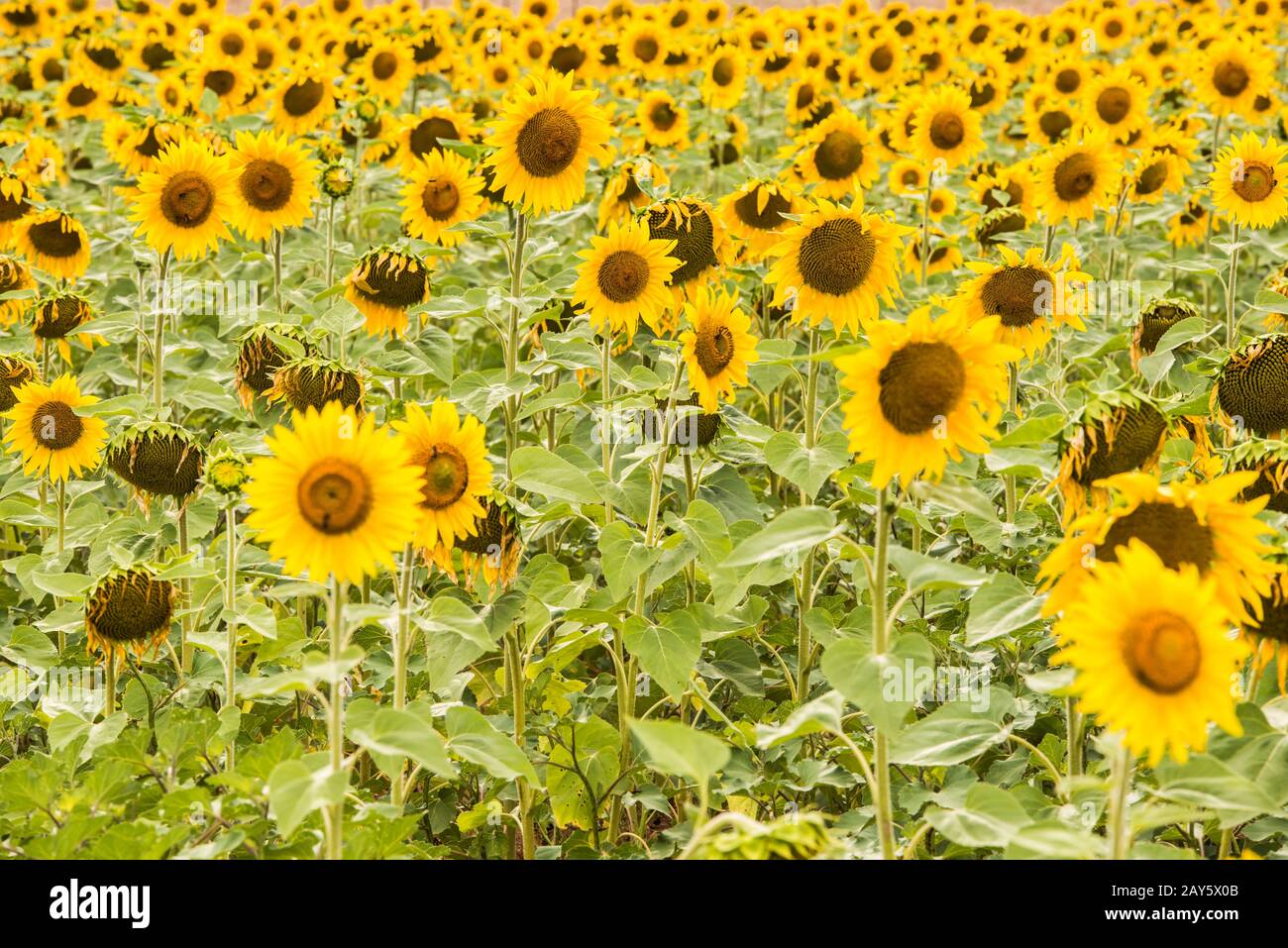 Close up view of a bright yellow sunflower field Stock Photo