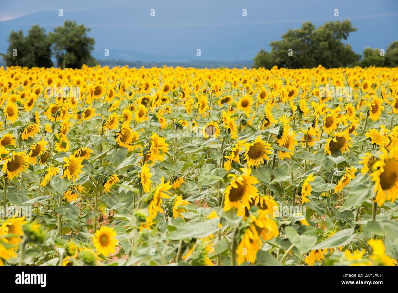 Bright yellow sunflower field on a dark blue sky background Stock Photo
