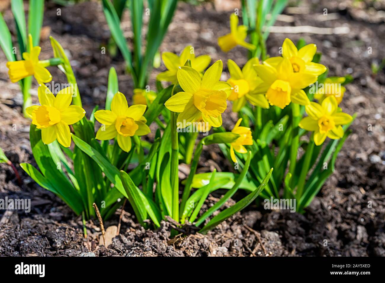 A short variety, TeteaTete, of daffodil blooming in the springtime