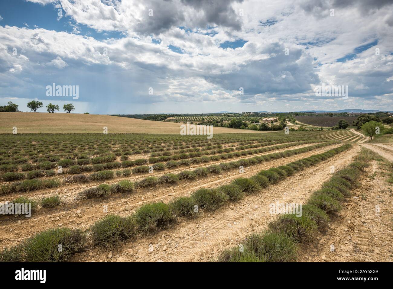 Empty lavender fields of Provence after harvesting Stock Photo - Alamy