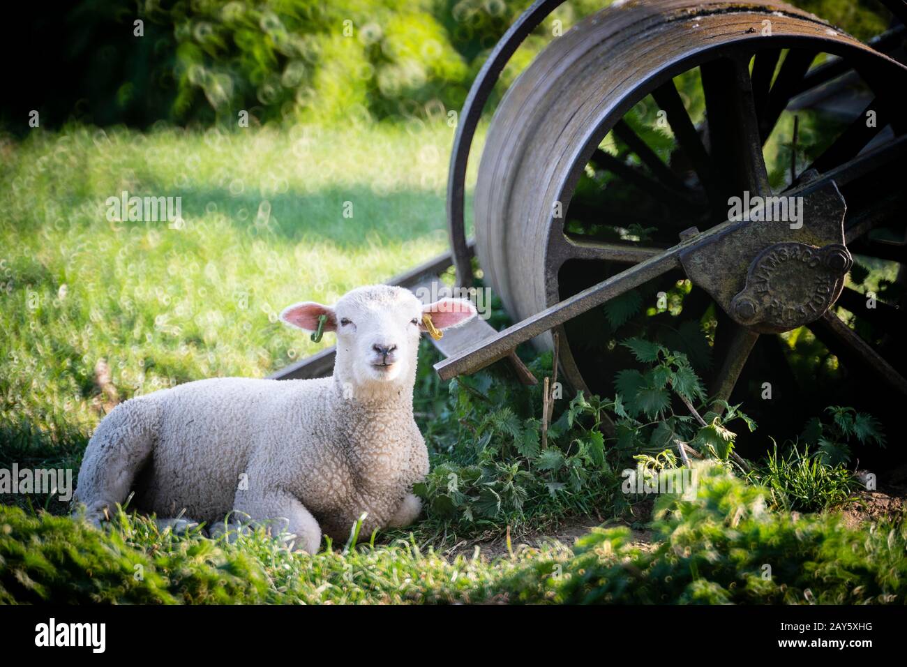 Lamb in a field Stock Photo